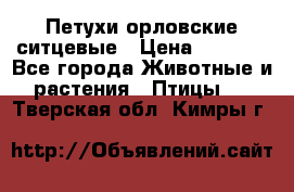 Петухи орловские ситцевые › Цена ­ 1 000 - Все города Животные и растения » Птицы   . Тверская обл.,Кимры г.